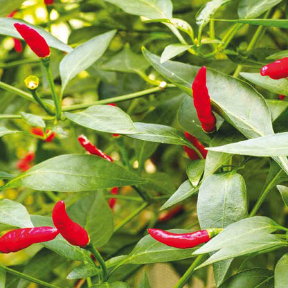 PIMENT SUCETTE DE PROVENCE PLANT AB