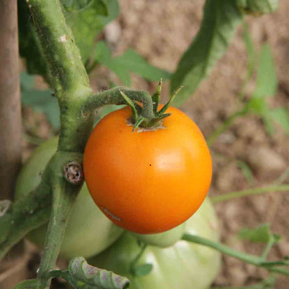 TOMATE ORANGE QUEEN AB