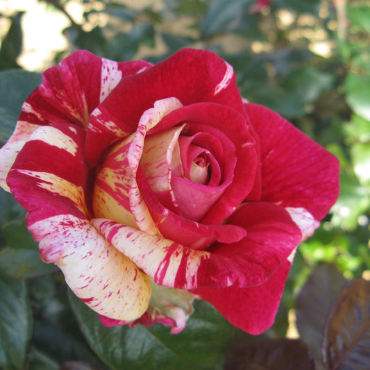 ROSIER BROCÉLIANDE® - GRANDES FLEURS