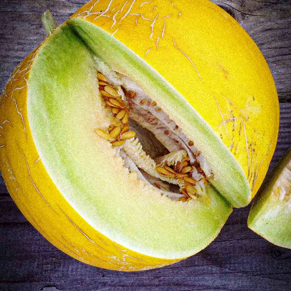 GOLDEN BALL MELON AB