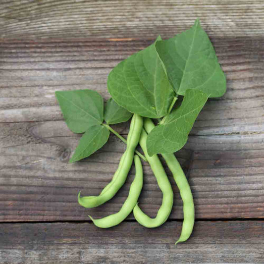 JULY WHITE POLE BEAN MANGETOUT AB