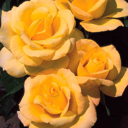 ROSIER GOLD GLOW - GRANDES FLEURS