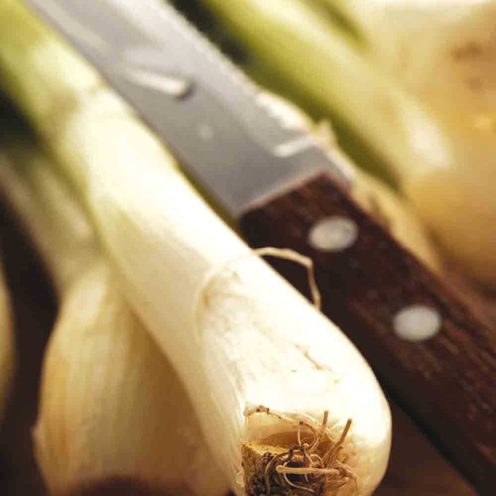 ONION-LEEK ISHIKURA LONG WHITE AB