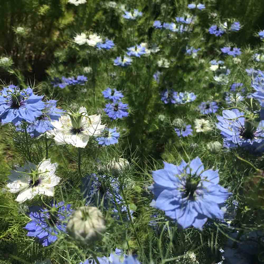 NIGELLA VON DAMASKUS DOPPELT VARIIERT AB