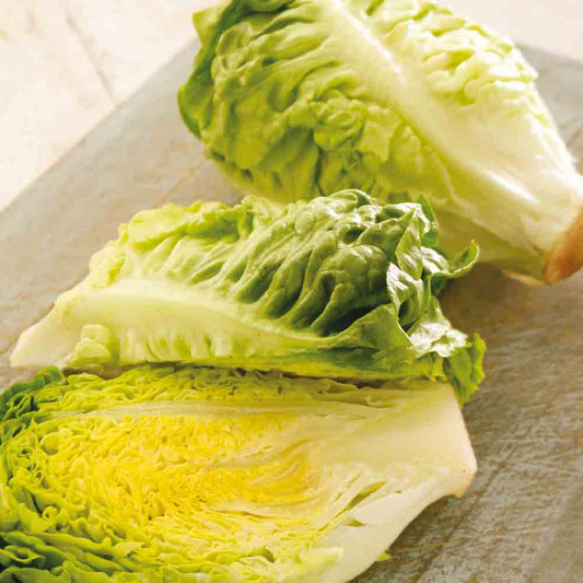 SUCRINE FAT LETTUCE ODER LITTLE GEM AB