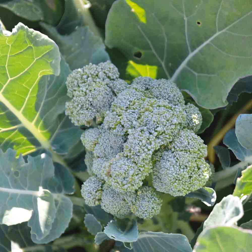 CHOU BROCOLI VERT CALABRESE NATALINO AB