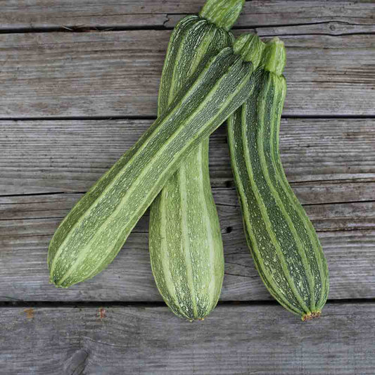 COURGETTE COSTATES ROMANESCO AB