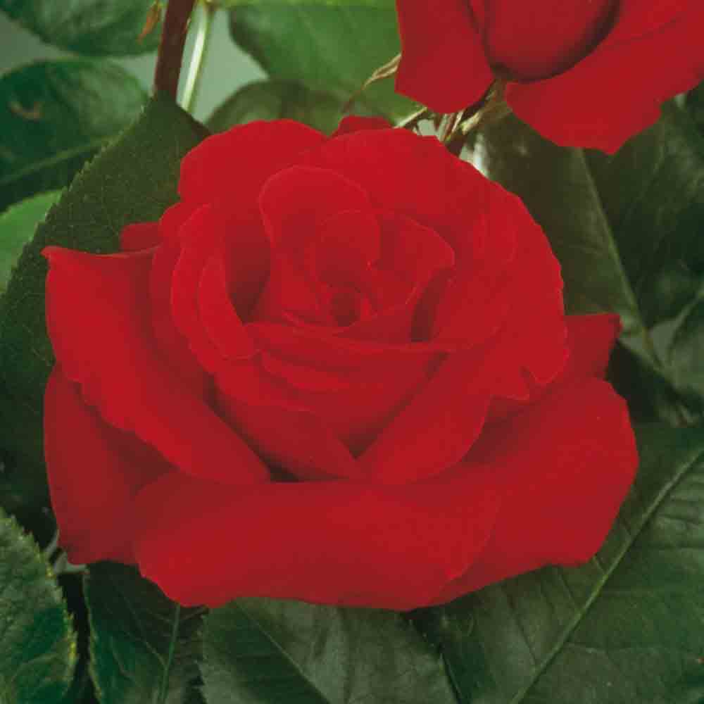 JACQUES PRÉVERT® ROSE - LARGE FLOWERS