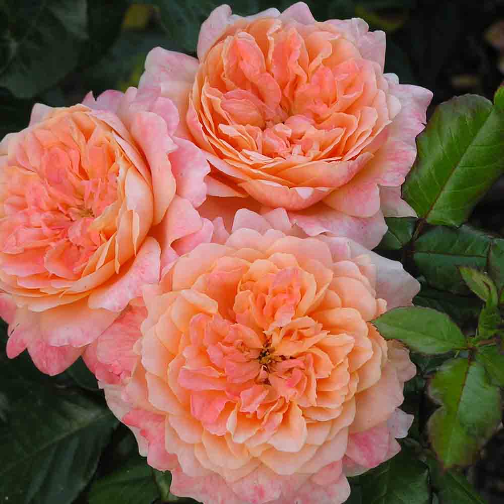 ROSIER KING ARTHUR® - GRANDES FLEURS