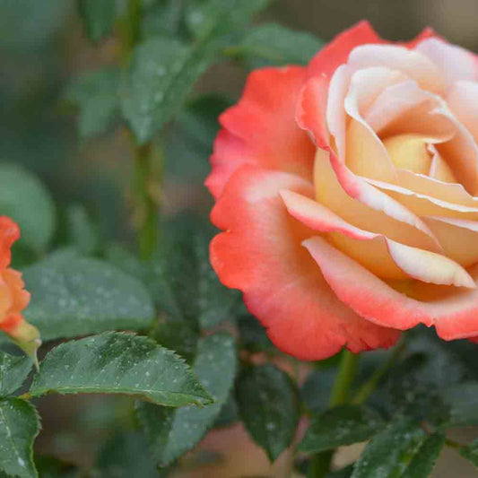 ROSIER VENDÉE IMPÉRIALE® - GRANDES FLEURS