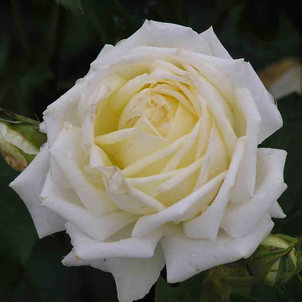 ROSIER ISIS® - GRANDES FLEURS