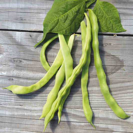 EVA MANGETOUT FLAT BEAN AB