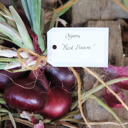 ROTE BARON-AB-ZWIEBEL