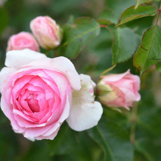 ROSIER JOACHIM DU BELLAY® - GRANDES FLEURS