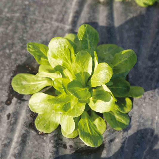 MACHE VERTE DE CAMBRAI AB