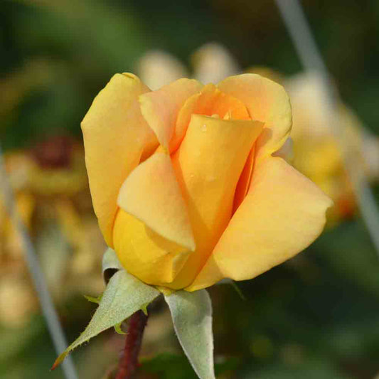 ROSIER BEAUTÉ - GRANDES FLEURS