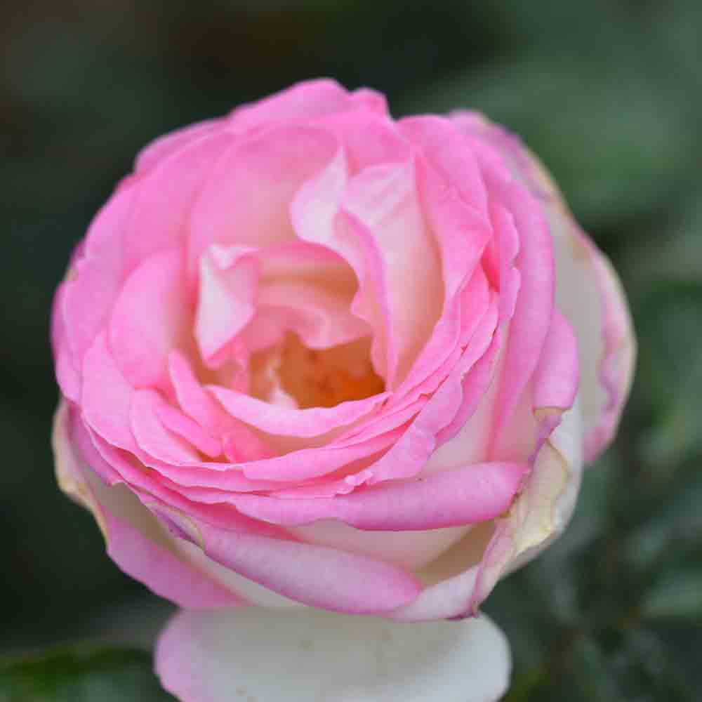 ROSIER PRINCESSE DE MONACO® - GRANDES FLEURS