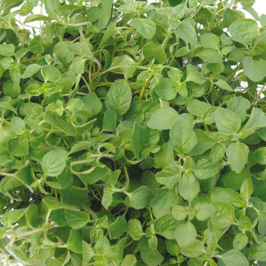 GREEK OREGANO AB