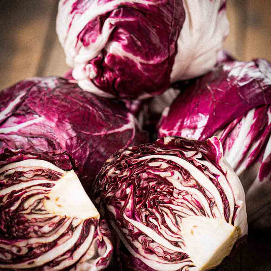 CHICOREE A LARGES FEUILLES ROUGE DE VERONE AB