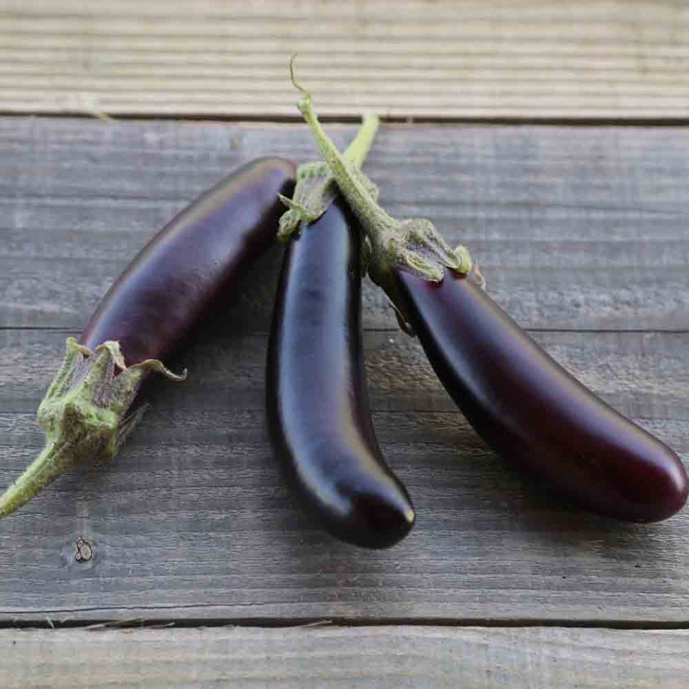 AUBERGINE LITTLE FINGERS AB