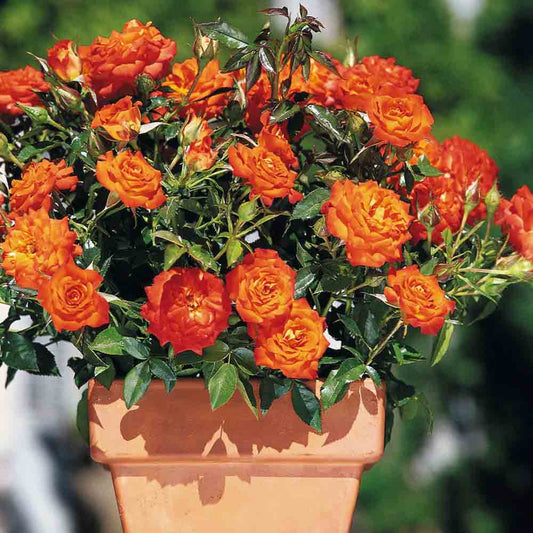 ROSIER MANDARINE SYMPHONIE® - MINIATURE