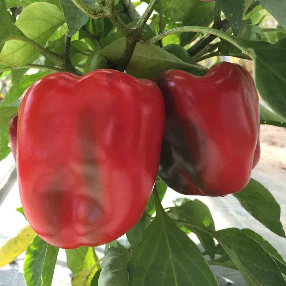 CALIFORNIA WONDER PEPPER AB