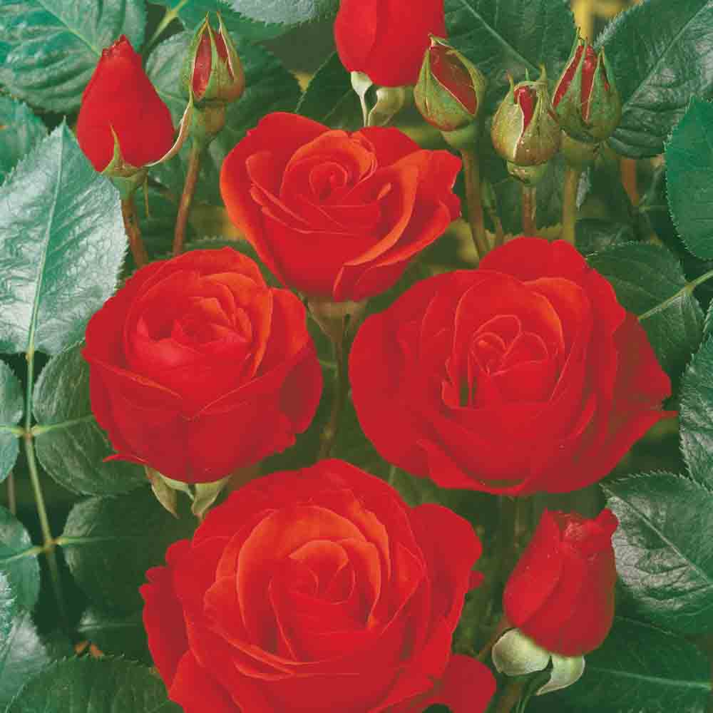 ROSE CHORUS® - GROUPED FLOWERS