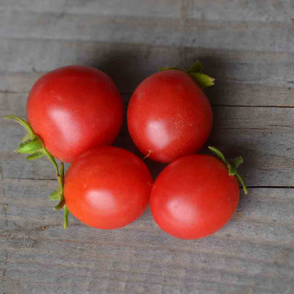 TOMATE DITMARSCHER ´SUSPENSION ROSE´ AB