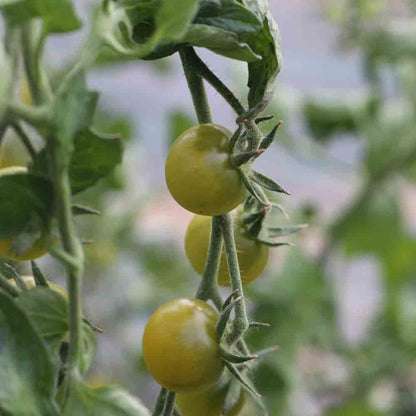 TOMATO GREEN DOCTOR'S FROSTED PLANT AB