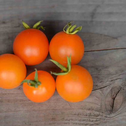 TOMATE ORANGE BERRY PLANT AB