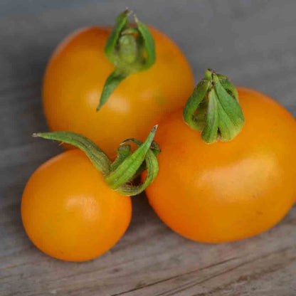 TOMATE GOLDENE KONIGIN AB