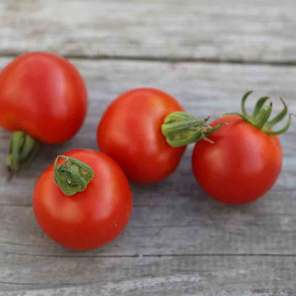 TOMATE GLOIRE DE VERSAILLES NT