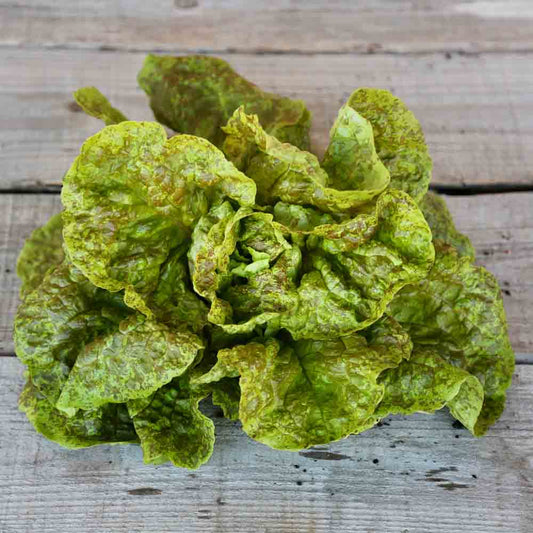 BROWN WINTER PASSION LETTUCE AB