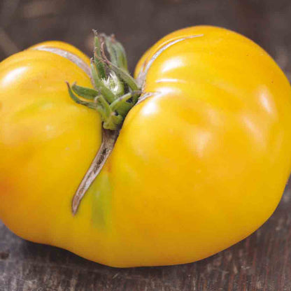 TOMATE HUGE LEMON OXHEART AB