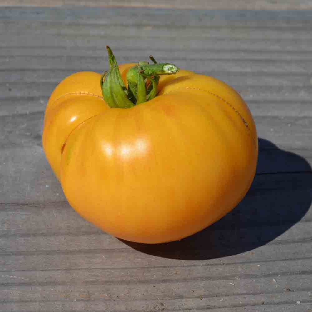 TOMATE BIG WHITE PINK STRIPES AB