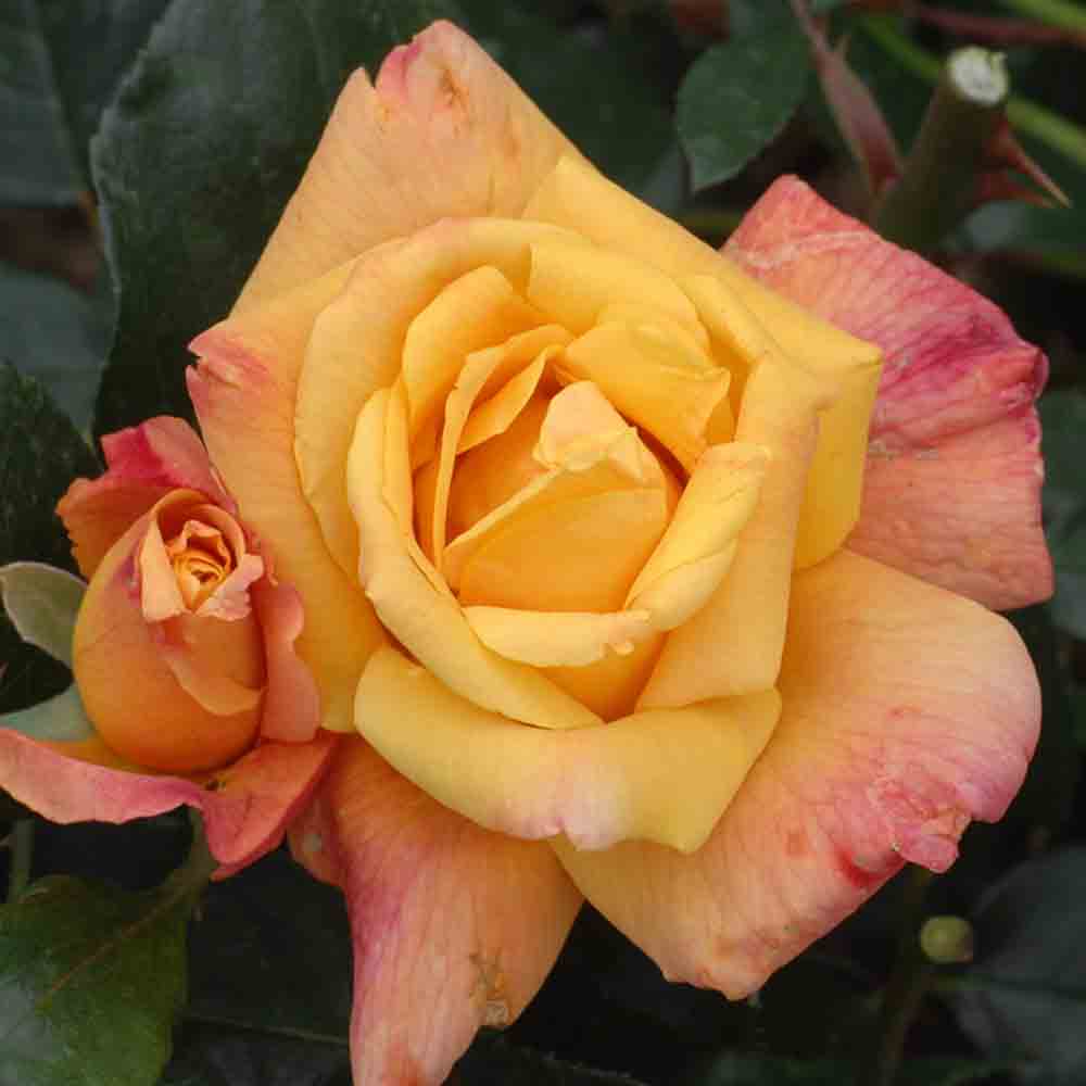 ROSIER SUTTERS GOLD - GRIMPANT