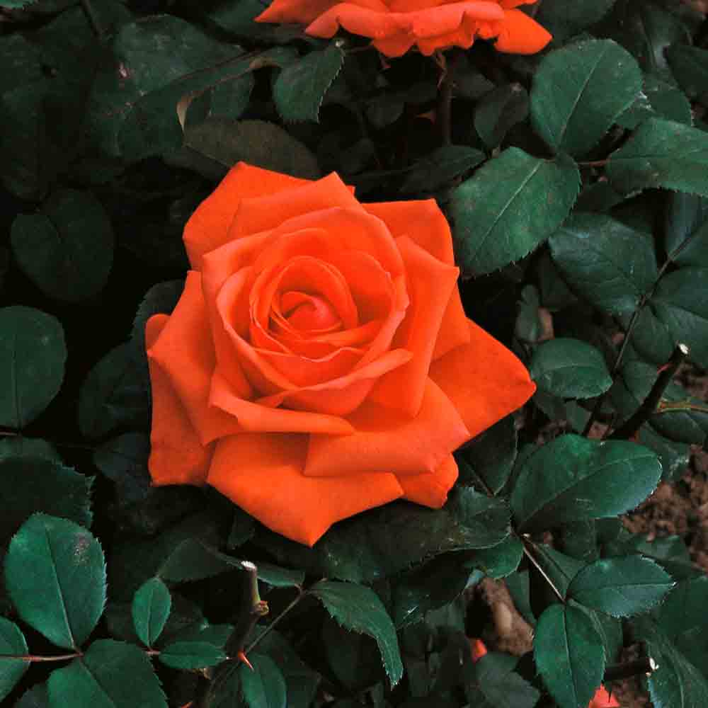 ROSIER SUPER STAR® - GRANDES FLEURS