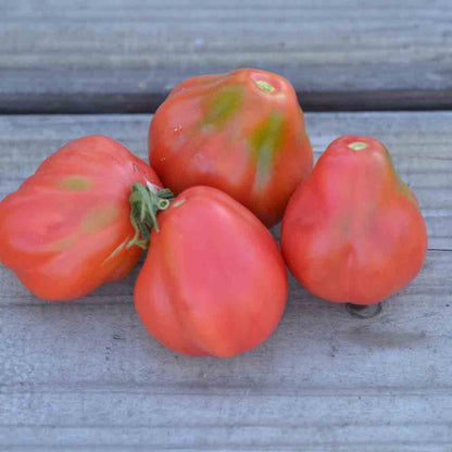 TOMATO TLACOLULA PINK AB