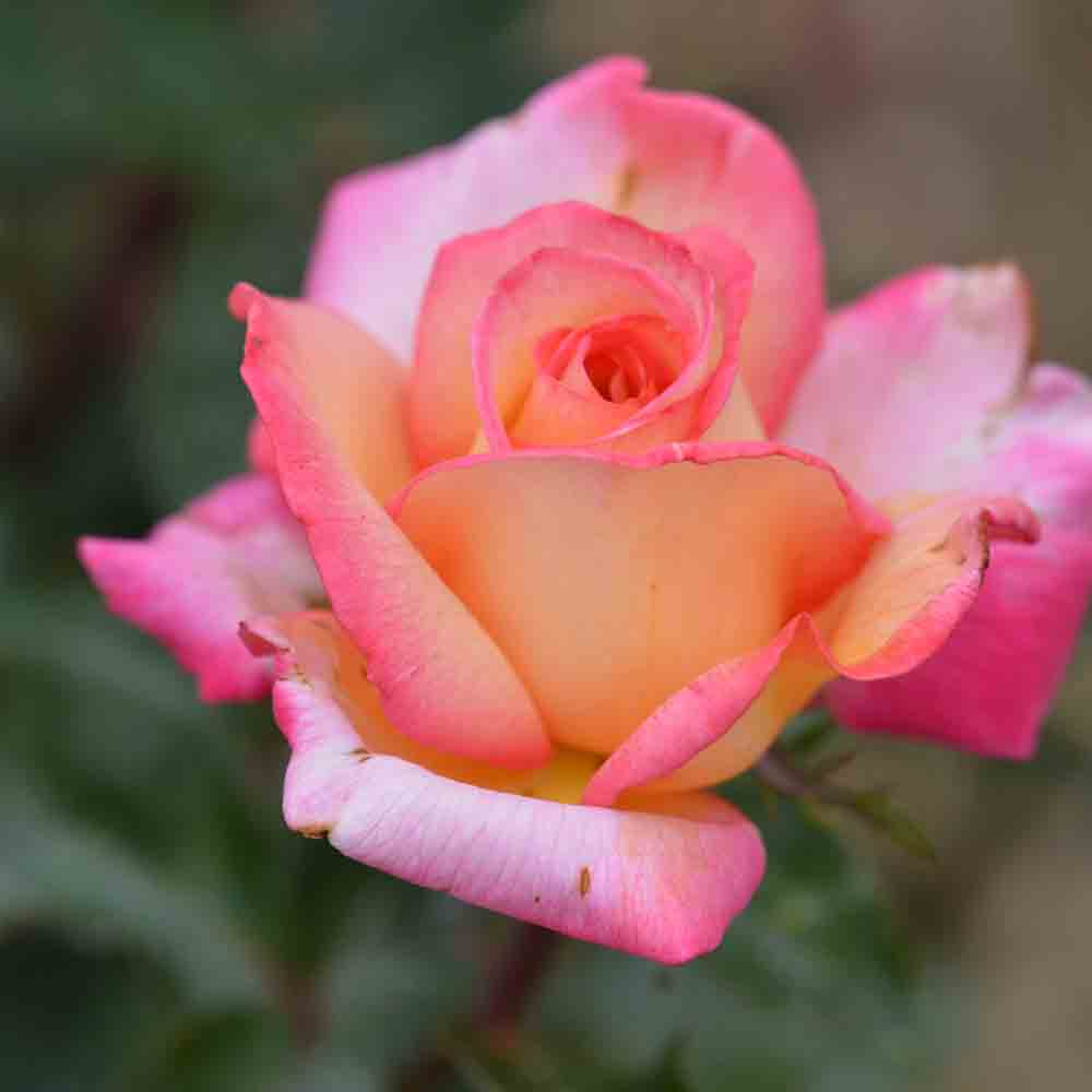 ROSIER ROXANE® - GRANDES FLEURS