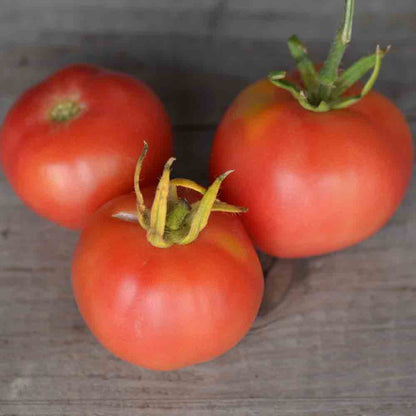 TOMATE MIKADO VIOLETOR AB