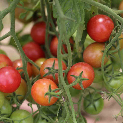 TOMATE ROSE QUARTZ MULTIFLORA AB