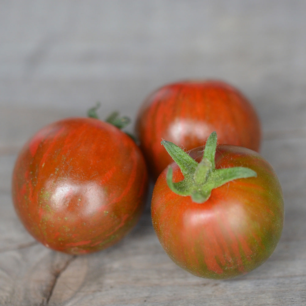 TOMATE CHERRY BLACK ZEBRA AB