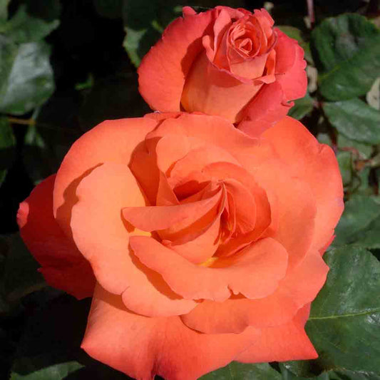 ROSIER CHRISTOPHE COLOMB® - GRANDES FLEURS