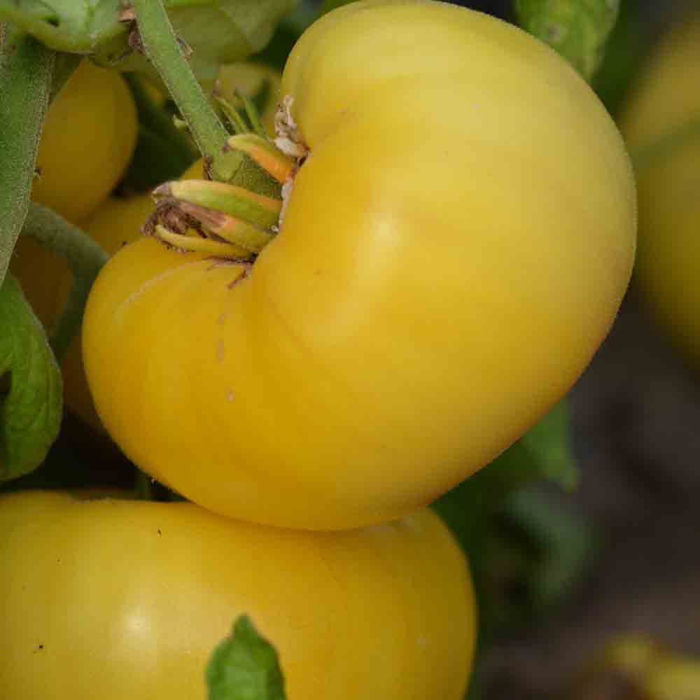 TOMATE YELLOW 1884 PINKHEART AB