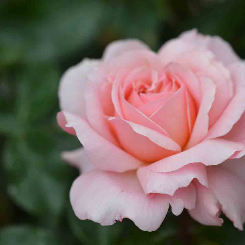 ROSIER ROSE DE CORNOUAILLE® - RETRO