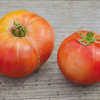 CHEROKEE TOMATO LILA AB