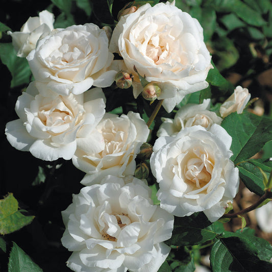 ROSIER QUEEN ELISABETH BLANC - FLEURS GROUPEES