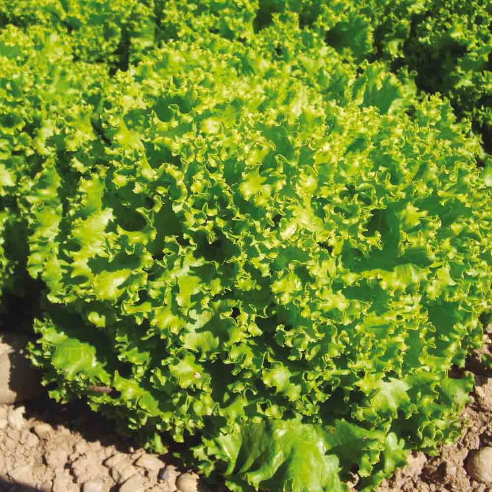 LOLLO BIONDA AB CUT LETTUCE