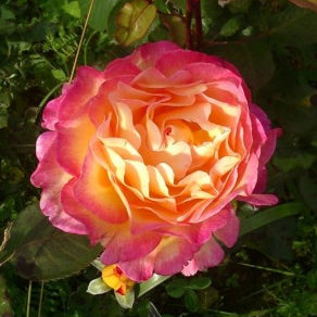 WUNDERSCHÖNE ROSE