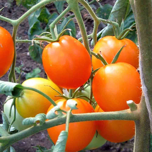 TOMATE AURIGA AB